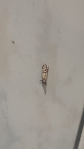 Indian-Meal Moth