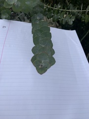 Eucalyptus pulverulenta