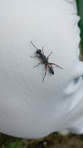 Podium rufipes