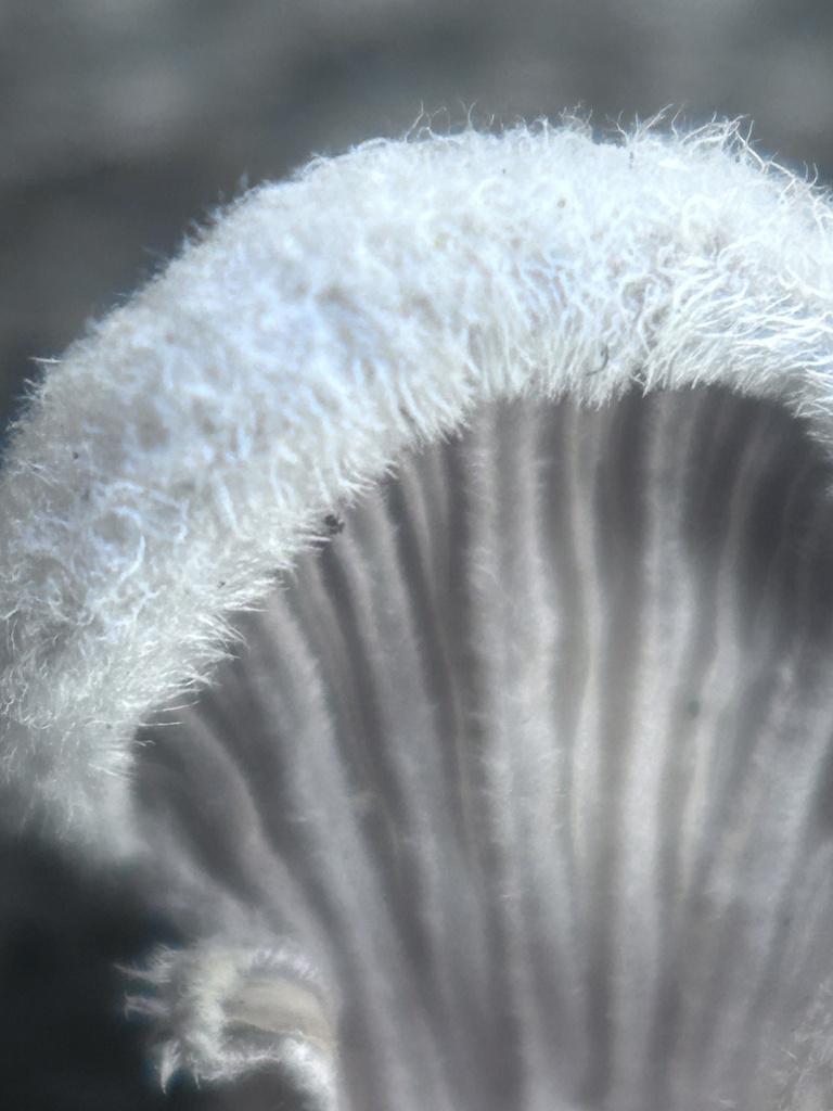 splitgill mushroom · June 2026 · photo: Photo: (c) Brett Ortler, some rights reserved (CC BY) · iNaturalist