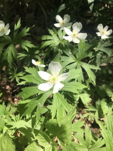 Canada anemone