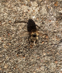 Apis mellifera