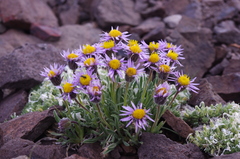 Erigeron pygmaeus