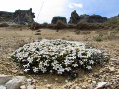 Myosotis colensoi