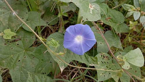 Japanese morning glory