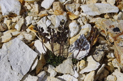 Draba incrassata