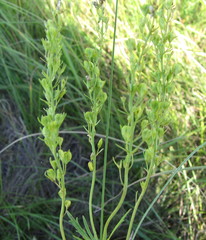 Veronica austriaca jacquinii