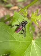 Xylota bicolor