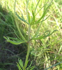 Veronica austriaca jacquinii