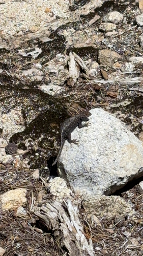iNaturalist observation photo of Western Fence Lizard