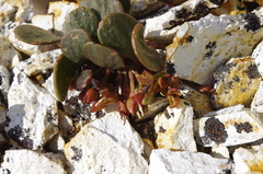 Claytonia umbellata