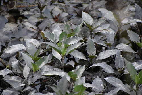 Hygrophila corymbosa observed 2026-06-08