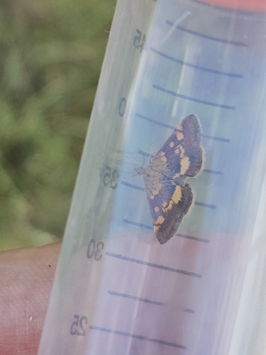 Mint Moth