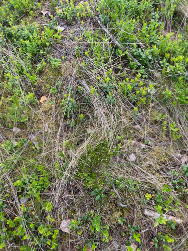 common heather