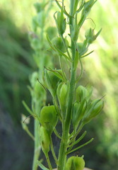 Veronica austriaca jacquinii