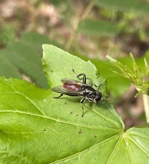Xylota bicolor
