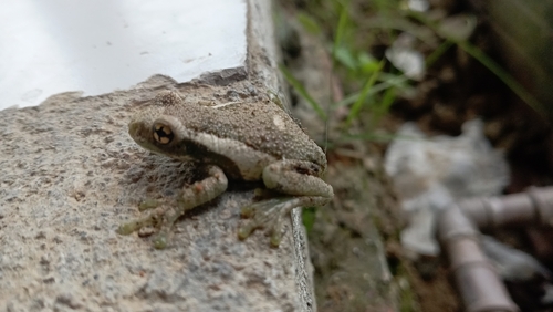 Veined Tree Frog
