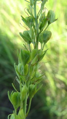 Veronica austriaca jacquinii