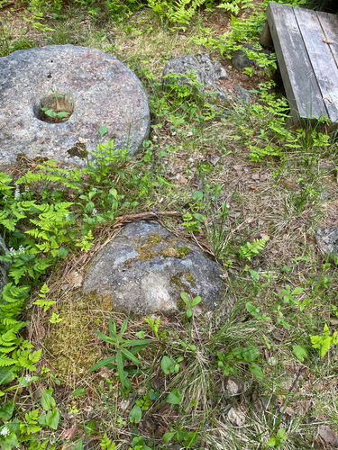 Red-stemmed Feather Moss