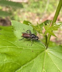 Xylota bicolor