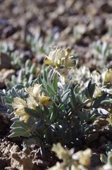 Astragalus platytropis