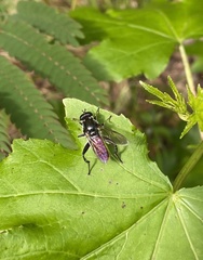 Xylota bicolor