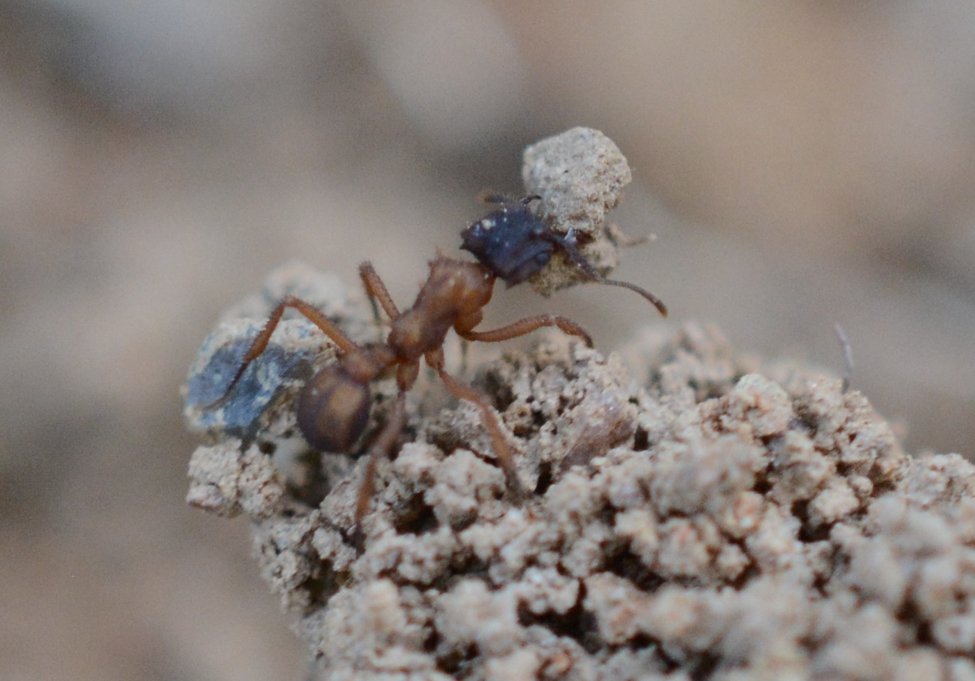Mycetomoellerius urichii