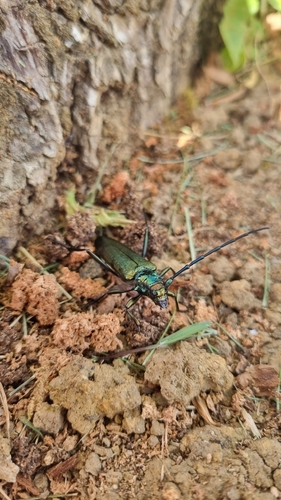Musk beetle