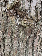 Dendroctonus terebrans