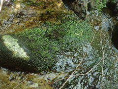 Hygrohypnella ochracea