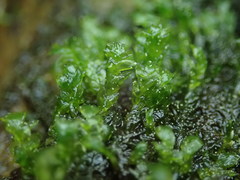 Hygrohypnella ochracea