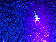 Superstitionia donensis