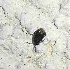 Aellopus atratus