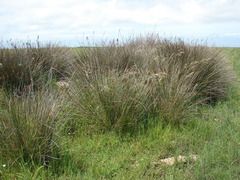 Bromus auleticus
