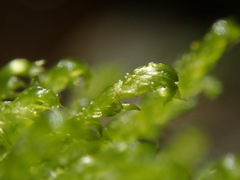 Hygrohypnella ochracea