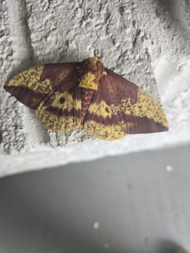 Canadian Imperial Moth