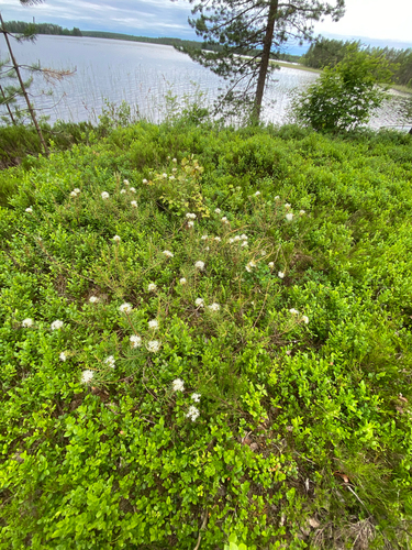marsh Labrador tea