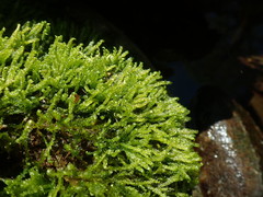 Hygrohypnella ochracea