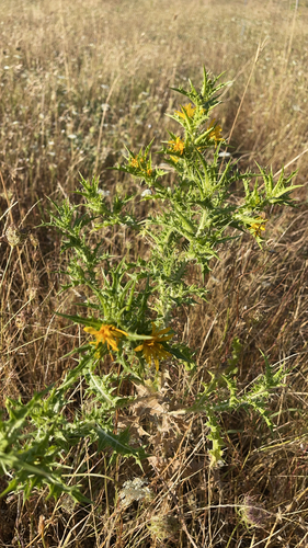 common golden thistle