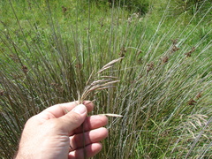 Bromus auleticus