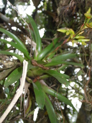 Vriesea rodigasiana