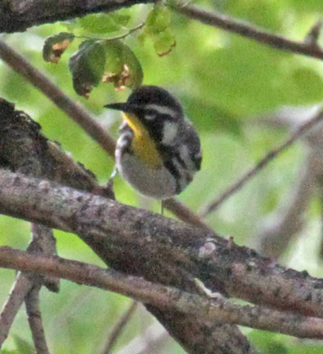 Yellow-throated Warbler