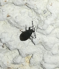 Aellopus atratus
