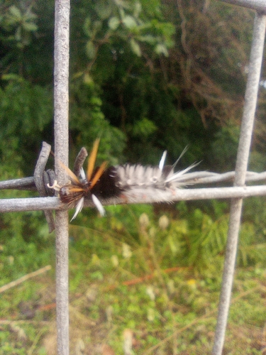 Schaus' Tussock Moth