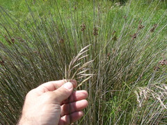 Bromus auleticus