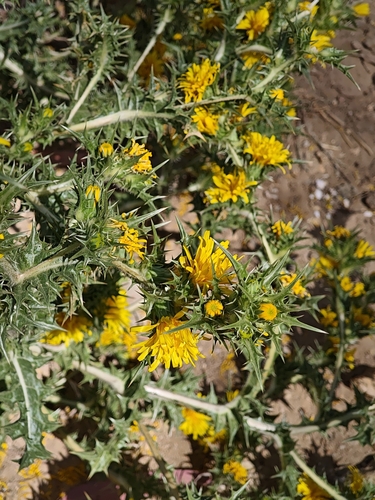 common golden thistle
