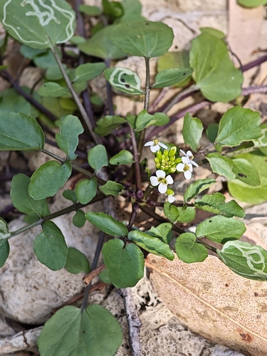 watercress