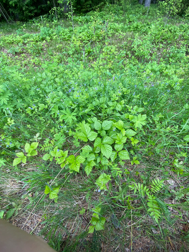 Stone Bramble