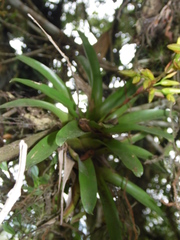 Vriesea rodigasiana