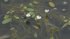 Luronium natans, photograph author not stated, no rights reserved